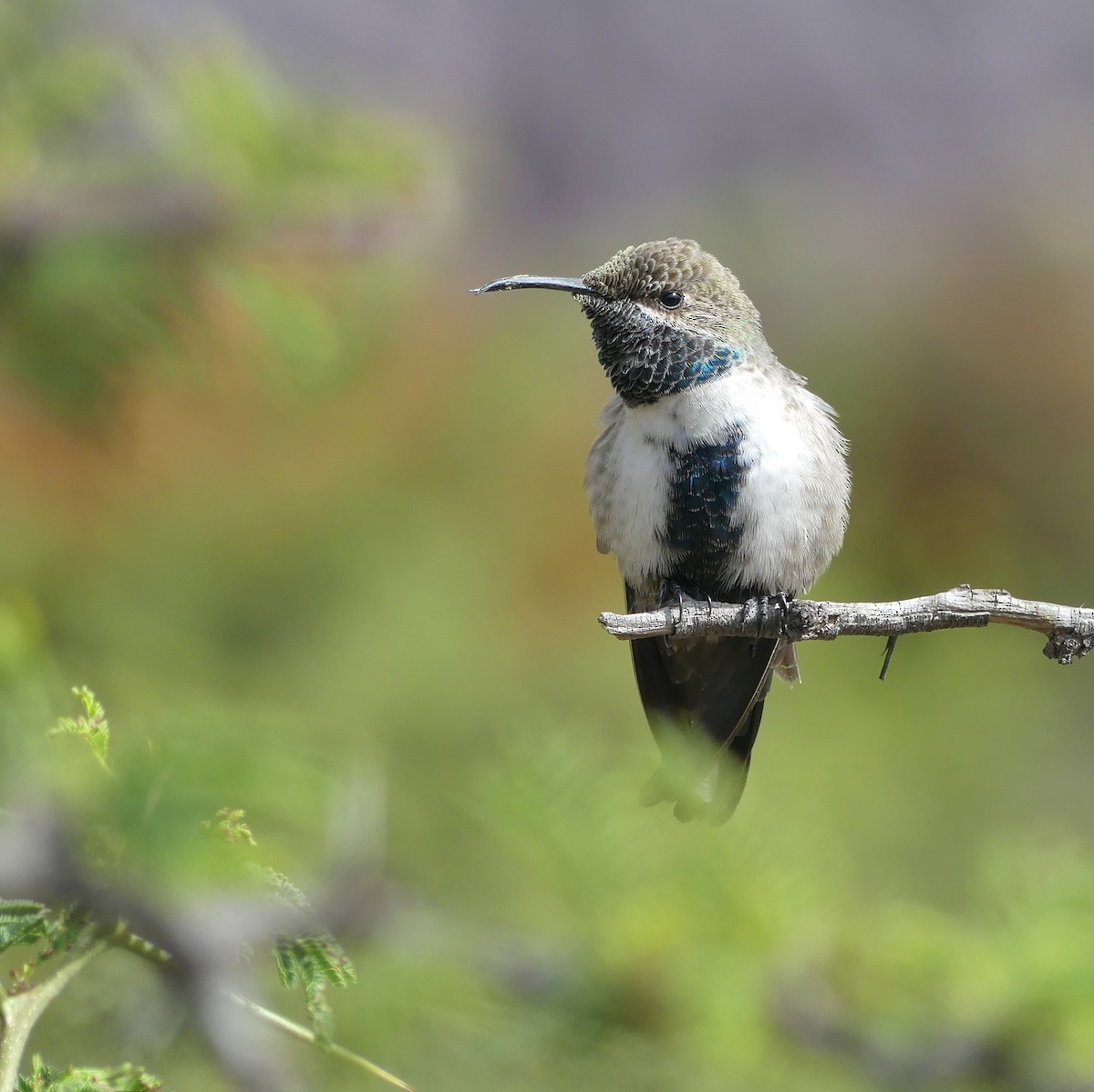 Colibri à flancs blancs - ML617388090