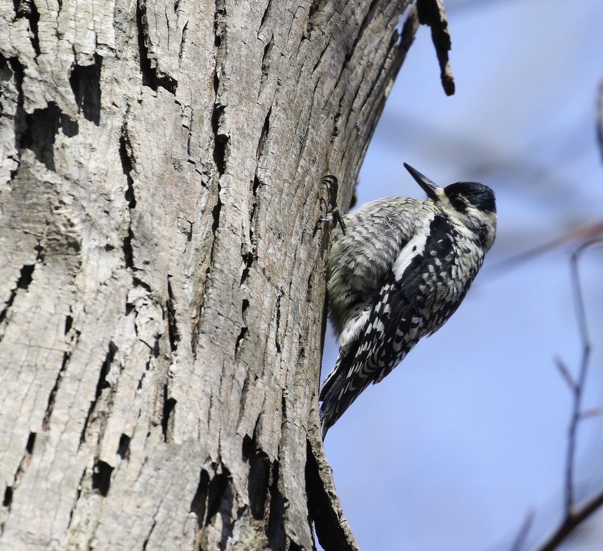 Yellow-bellied Sapsucker - ML617388120