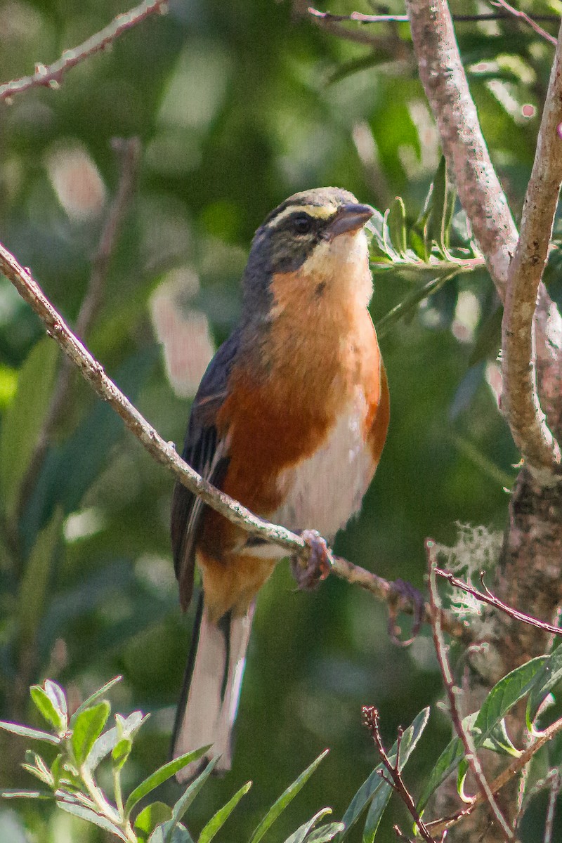 Buff-throated Warbling Finch - ML617388164