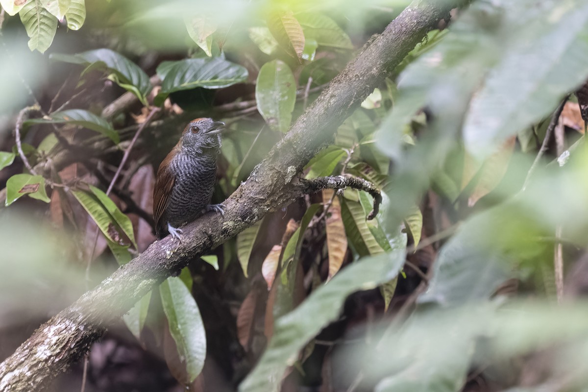 Black-throated Antshrike - Lucas Lombardo