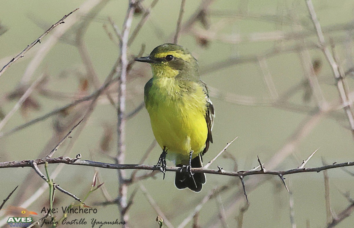 Yellow-browed Tyrant - JULIO CESAR CASTILLO YAZAUSKAS