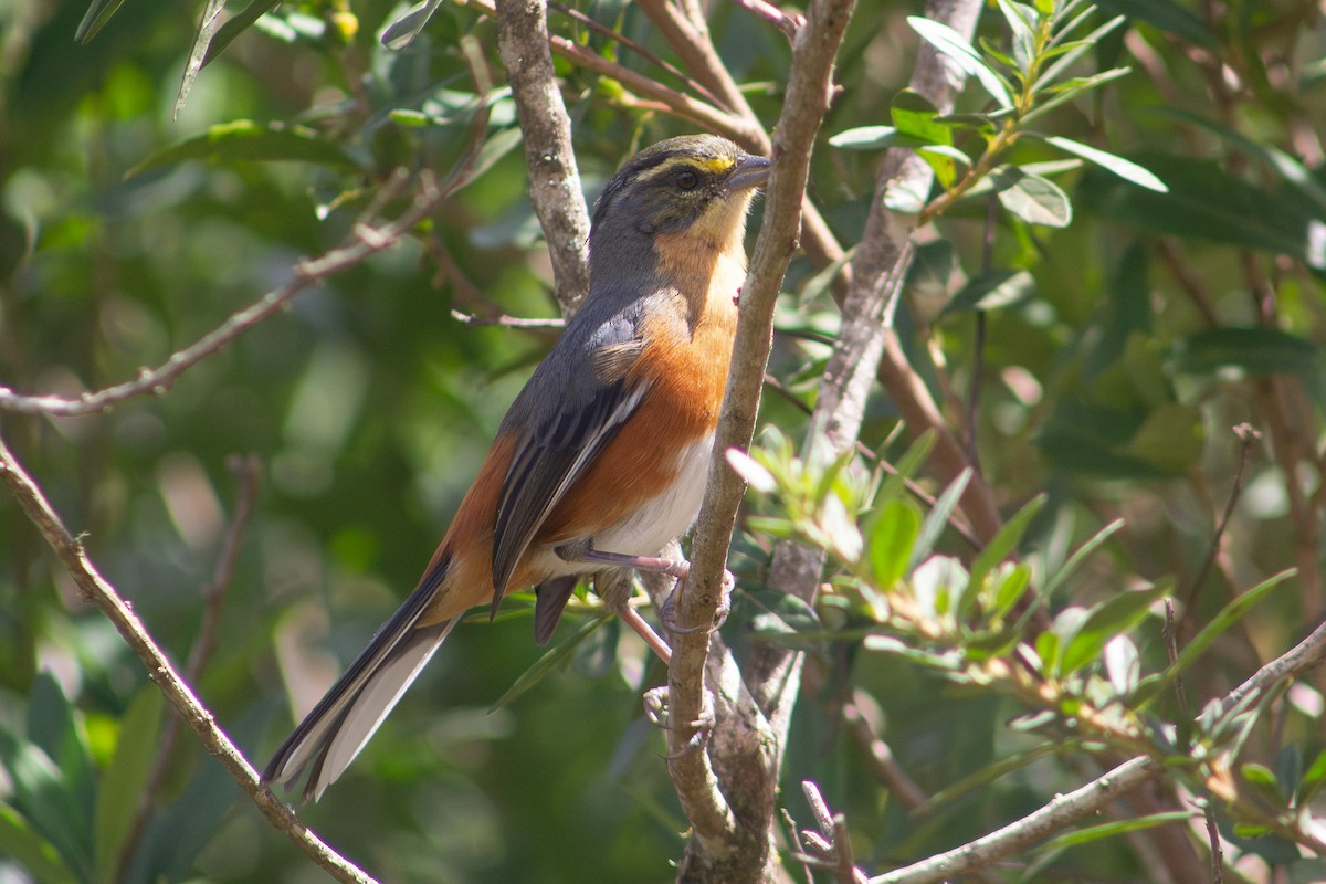 Buff-throated Warbling Finch - ML617388242