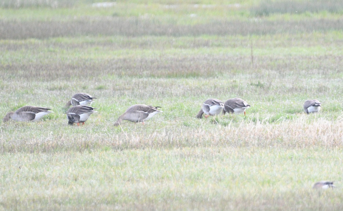 Greater White-fronted Goose - ML617388254