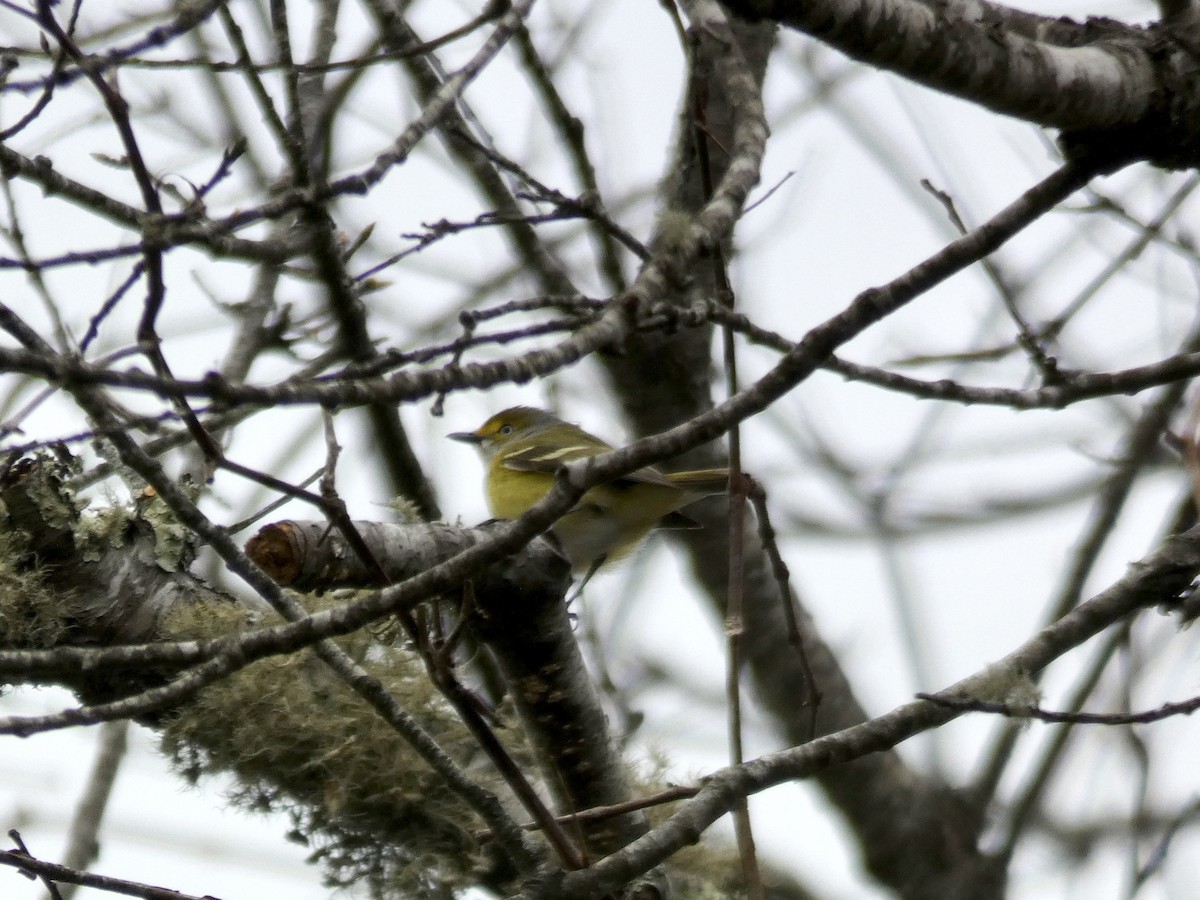 White-eyed Vireo - ML617388281