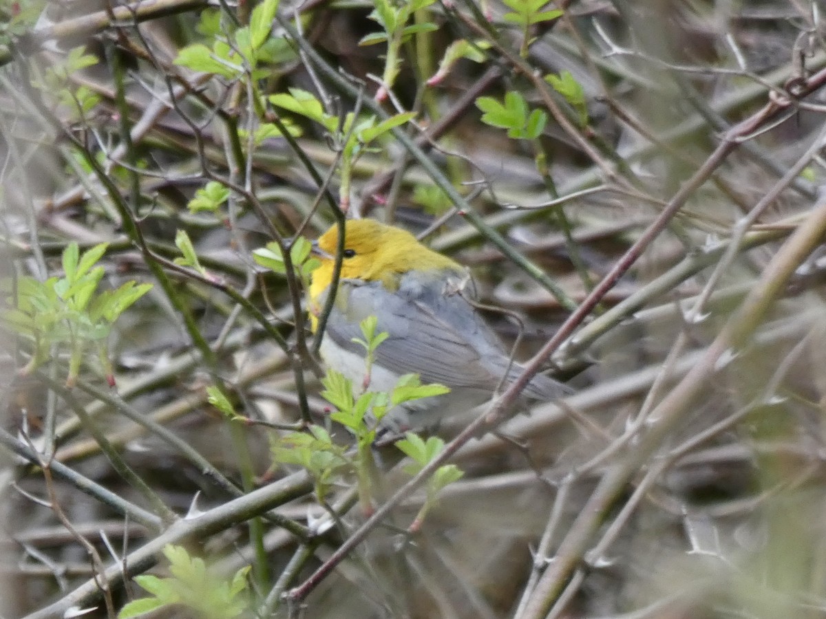 Prothonotary Warbler - ML617388290