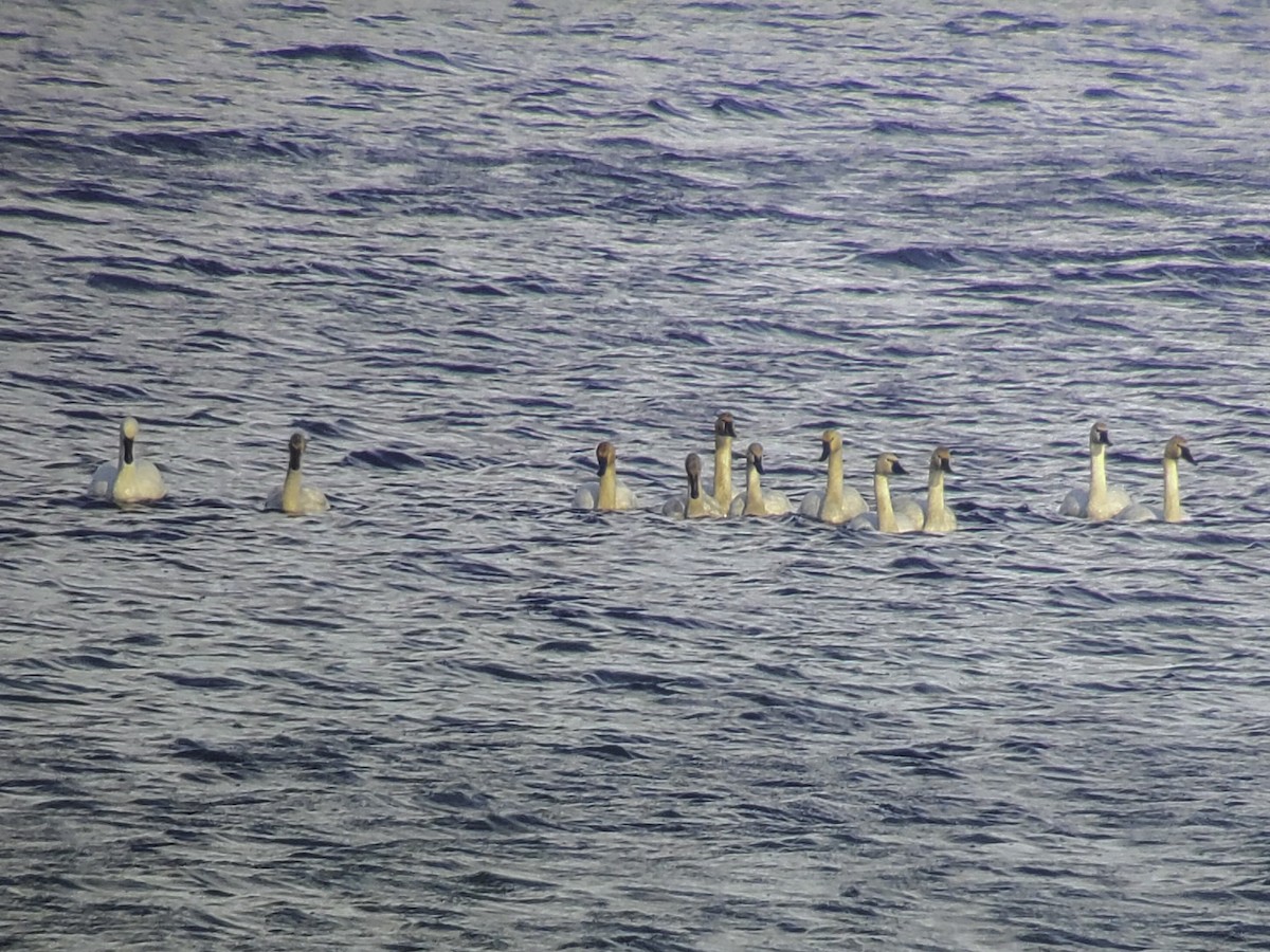 Tundra Swan - ML617388294