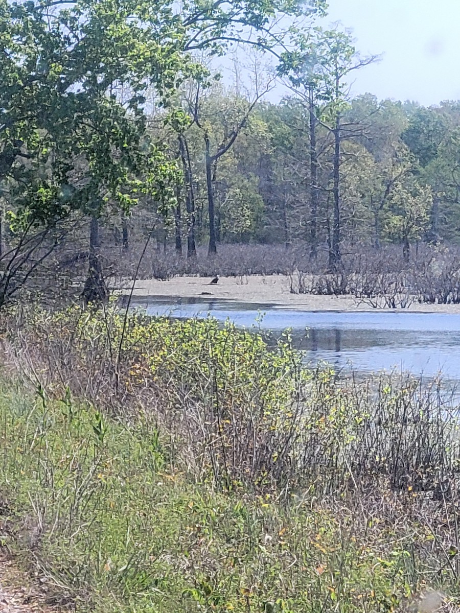 Bald Eagle - ML617388334