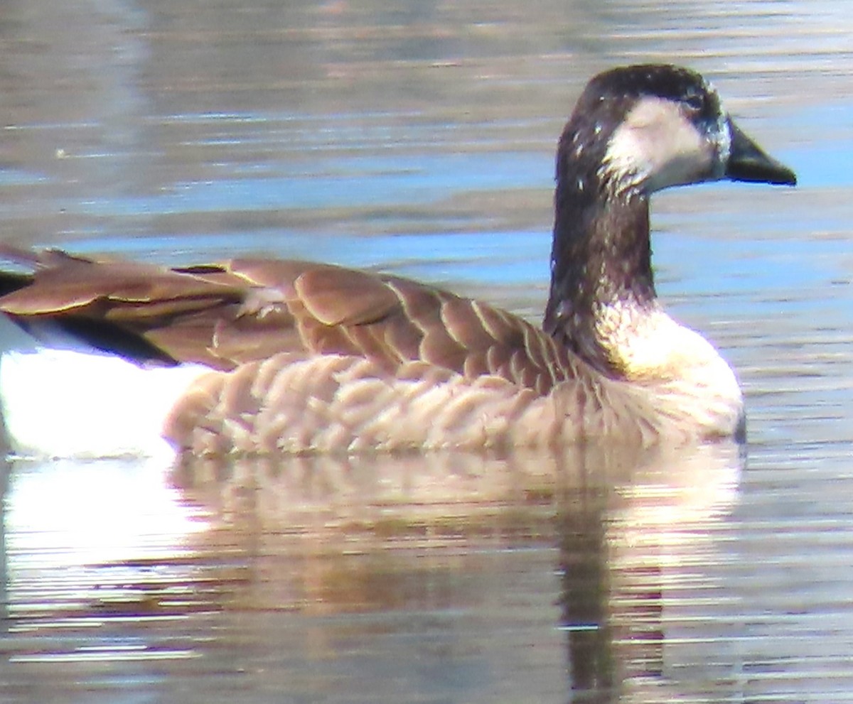 Greater White-fronted x Canada Goose (hybrid) - ML617388354