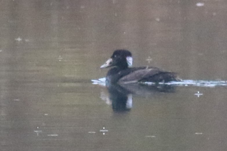 Surf Scoter - ML617388367