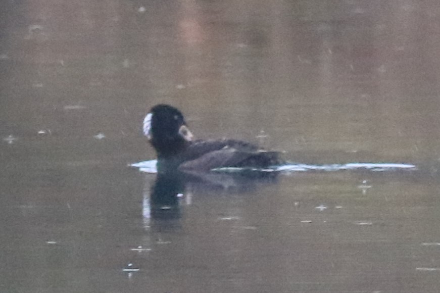 Surf Scoter - ML617388368