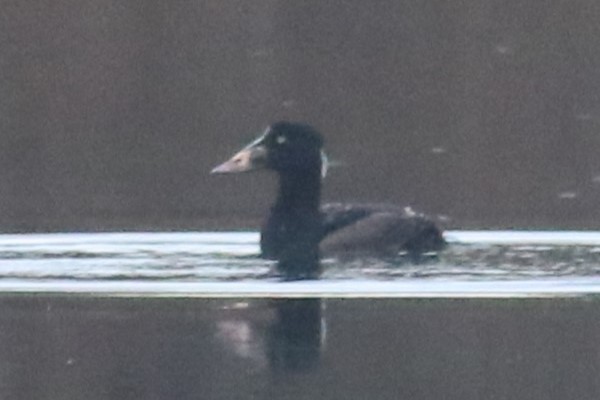 Surf Scoter - ML617388372