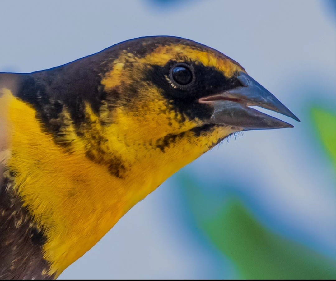 Yellow-headed Blackbird - Fernando Barrantes