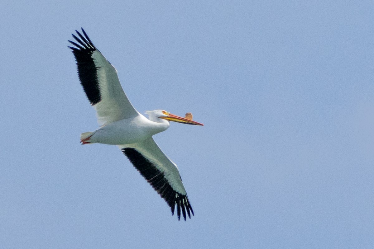American White Pelican - Brad Reinhardt