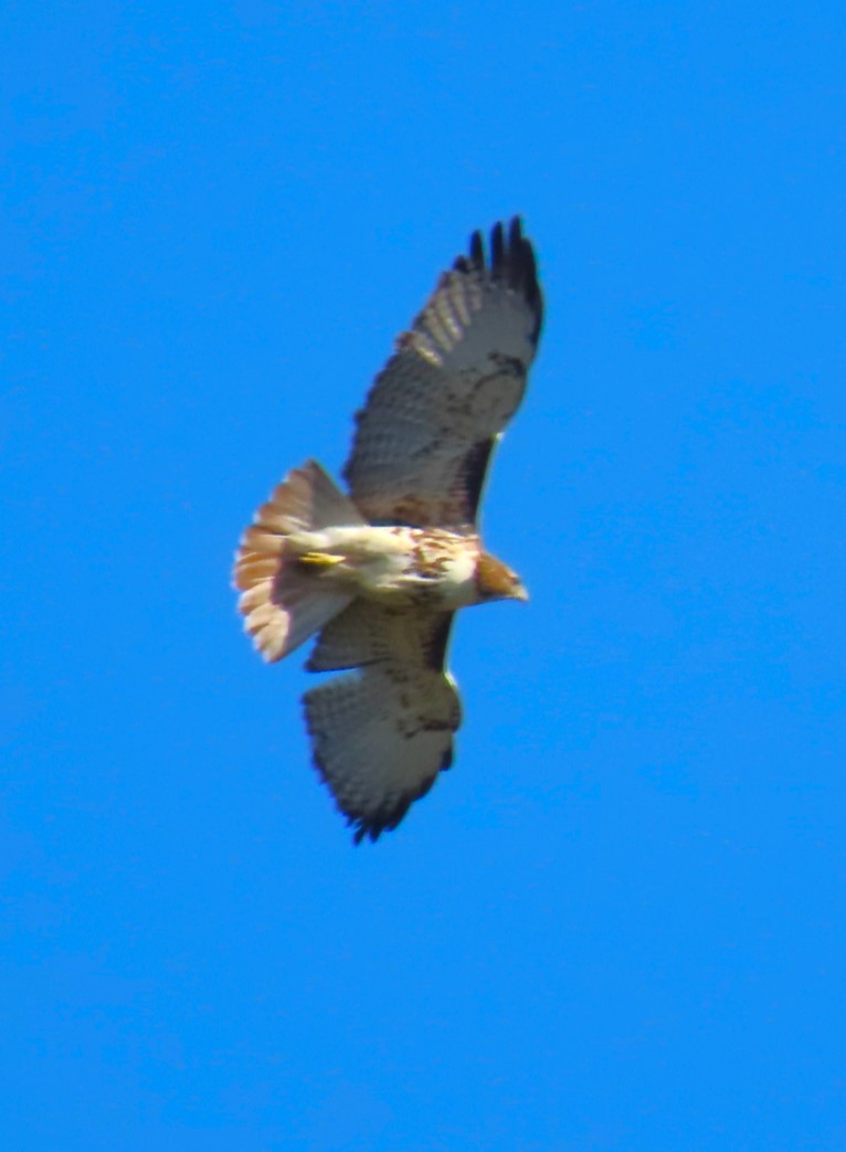 Red-tailed Hawk - ML617388472
