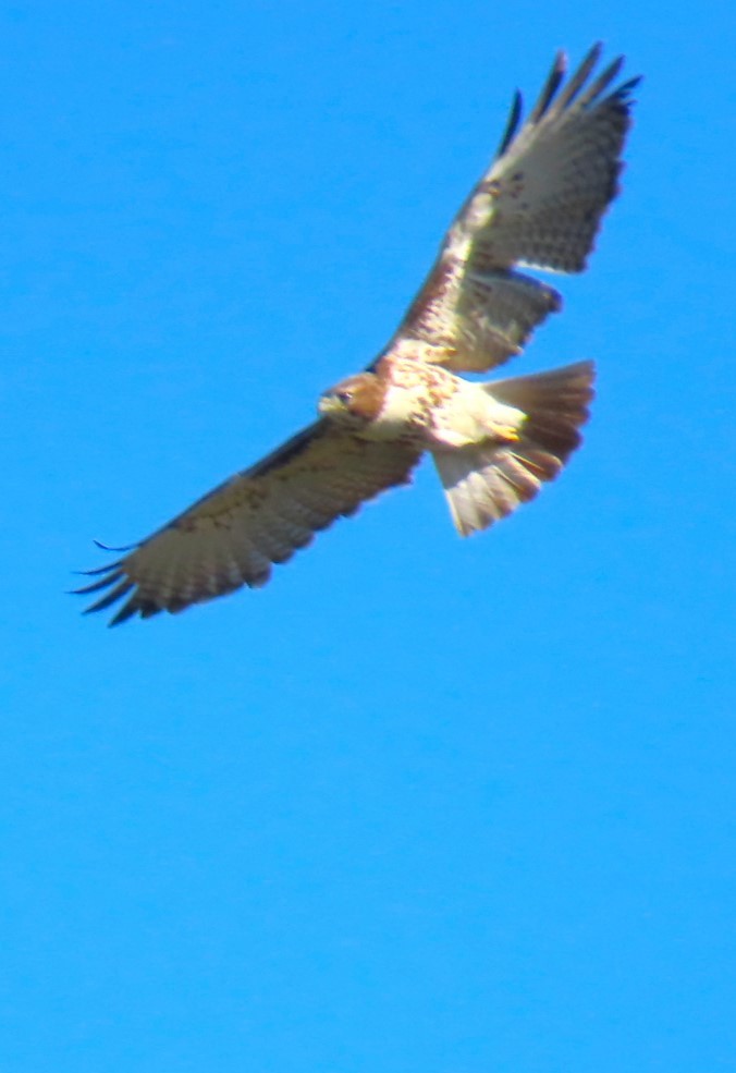 Red-tailed Hawk - ML617388473