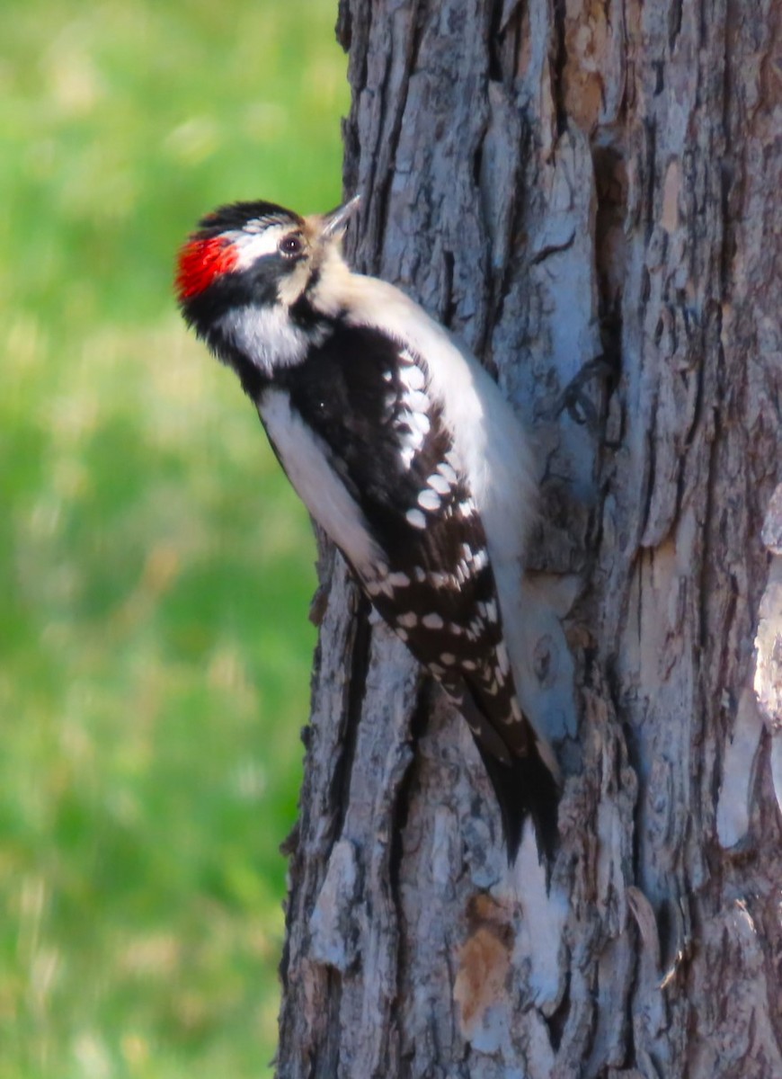 Downy Woodpecker - ML617388491