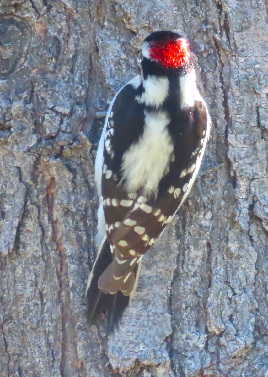 Downy Woodpecker - ML617388493