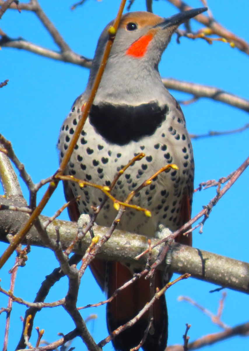 Northern Flicker (Red-shafted) - ML617388504