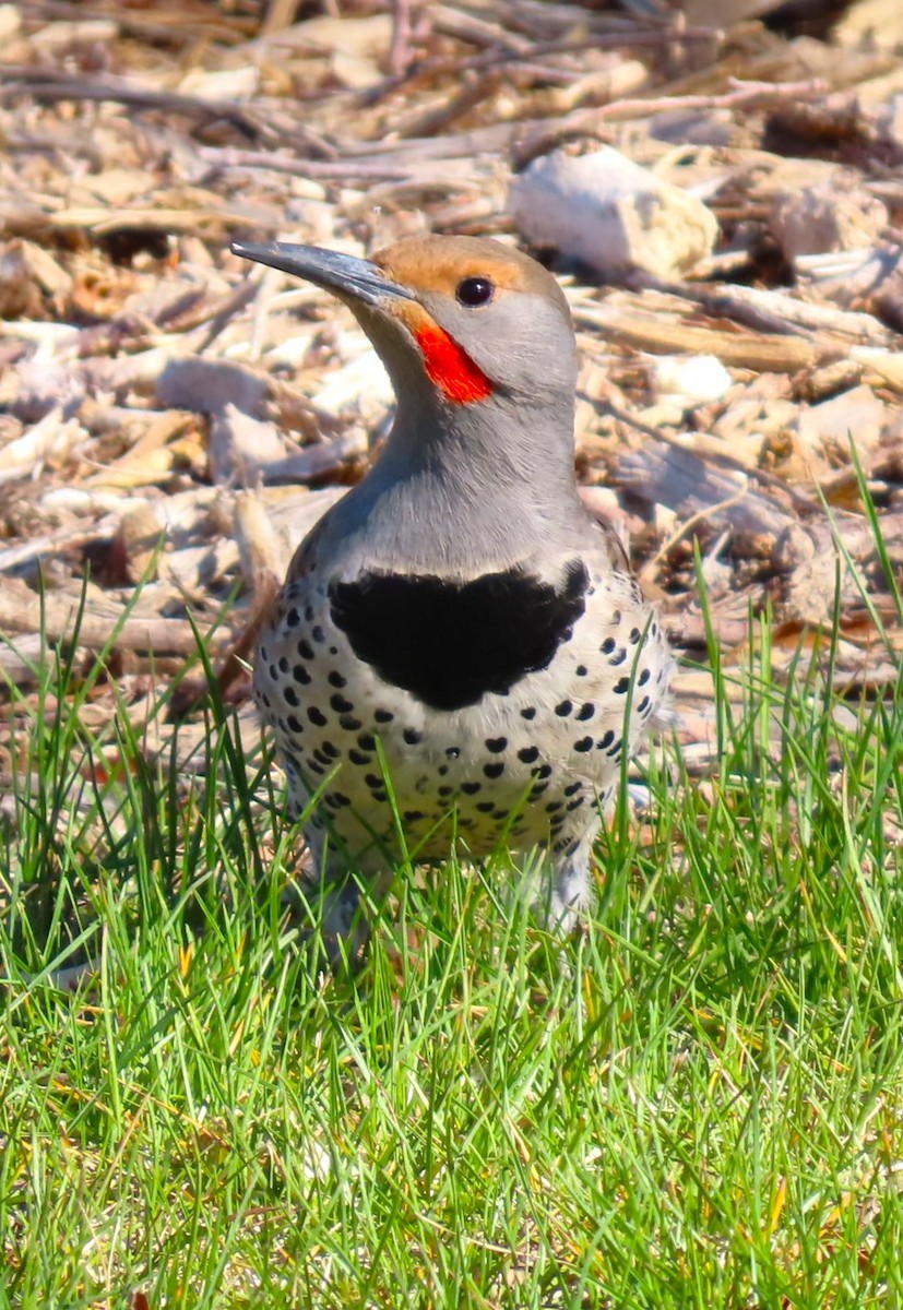 Northern Flicker (Red-shafted) - ML617388505