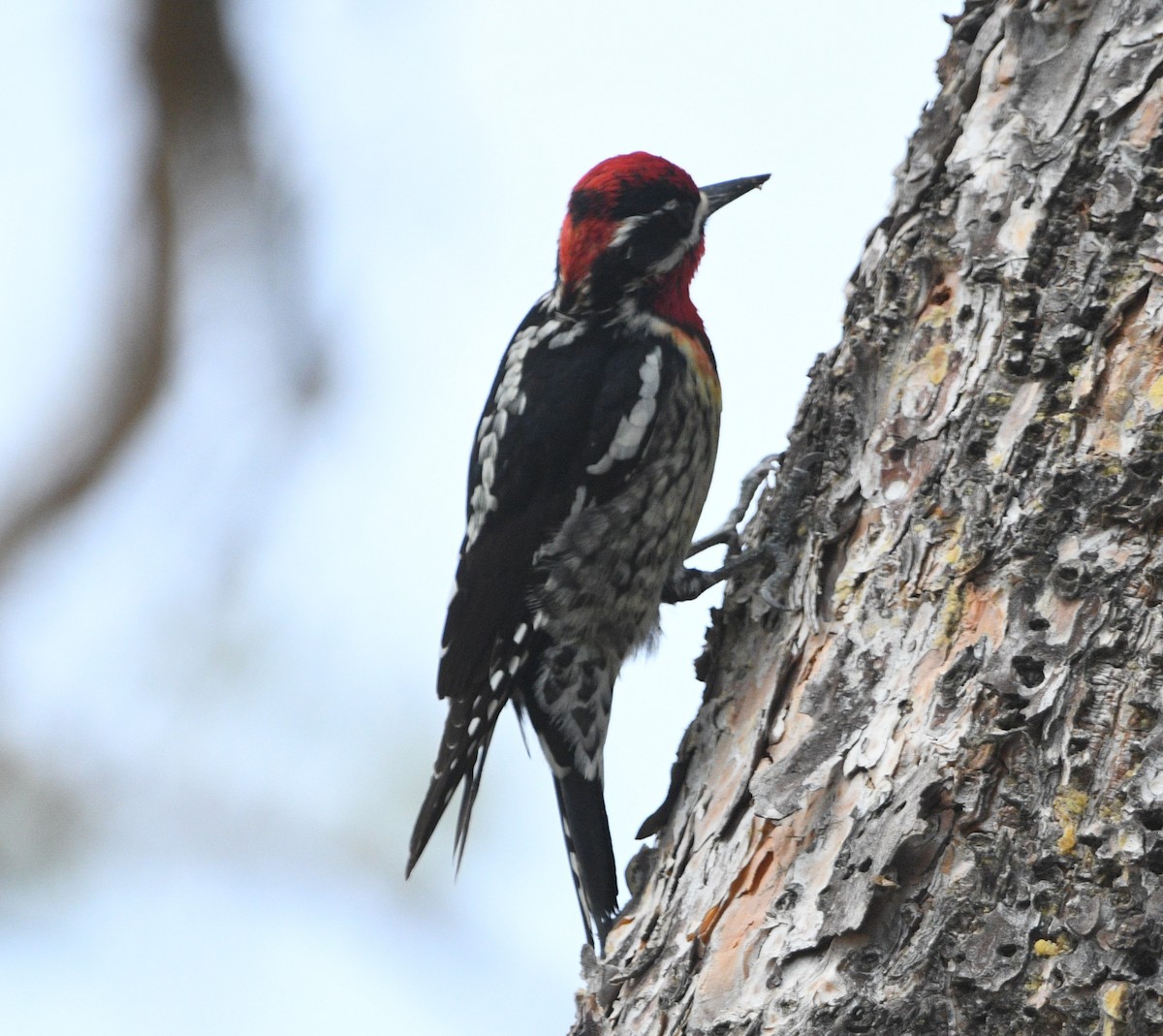 Red-naped/Red-breasted Sapsucker - ML617388525
