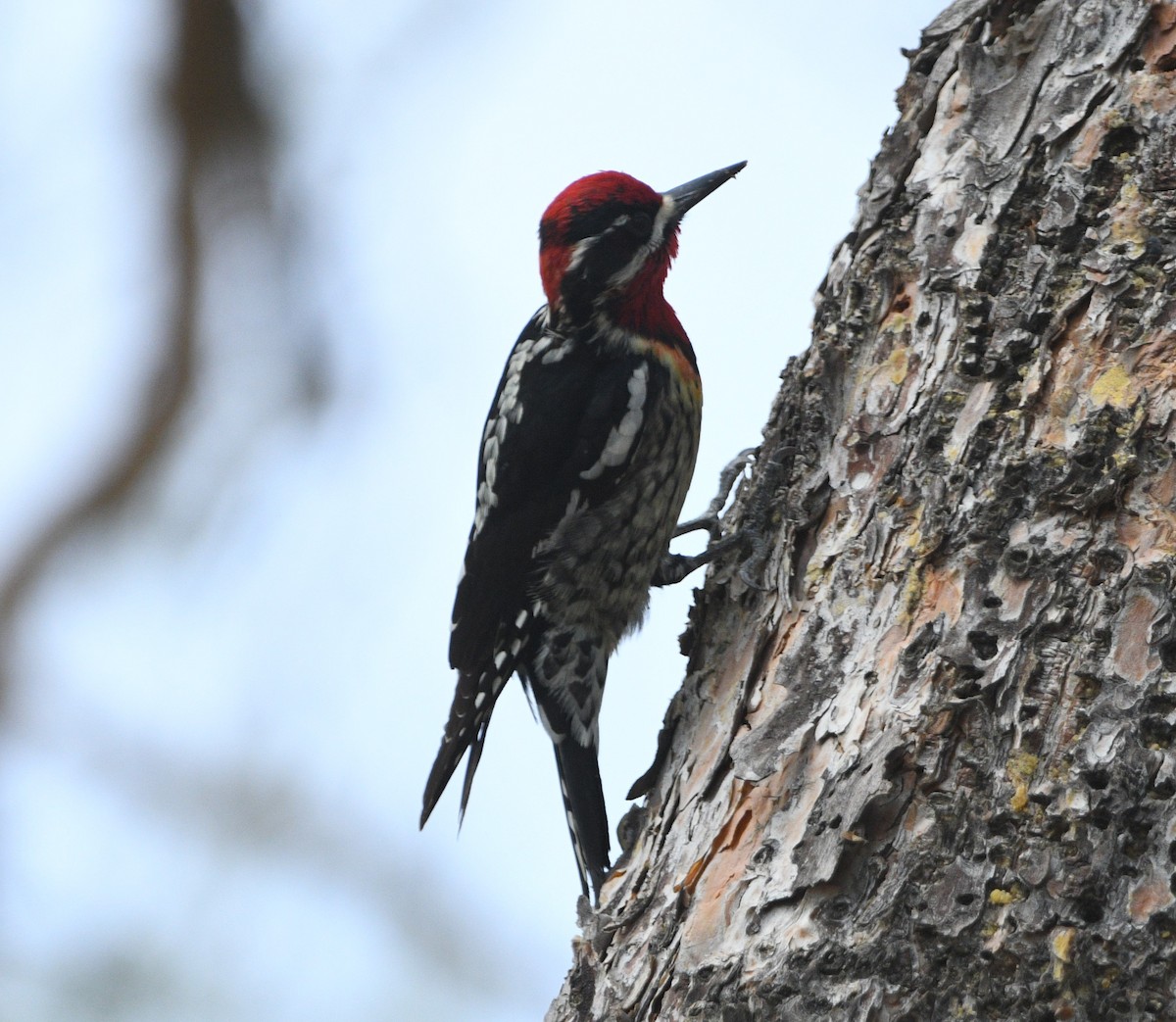 Red-naped/Red-breasted Sapsucker - ML617388528