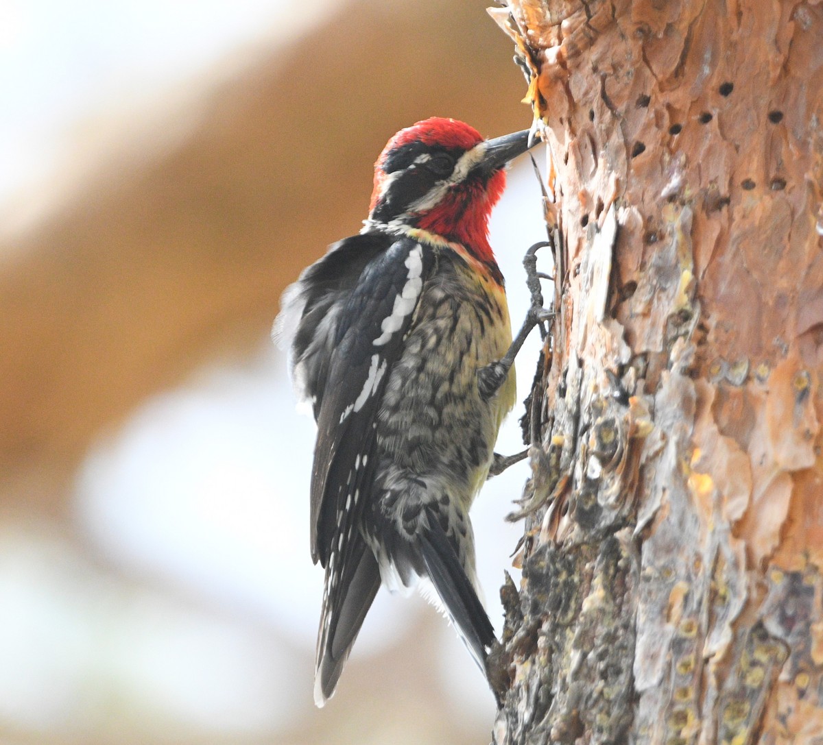 Red-naped/Red-breasted Sapsucker - ML617388538