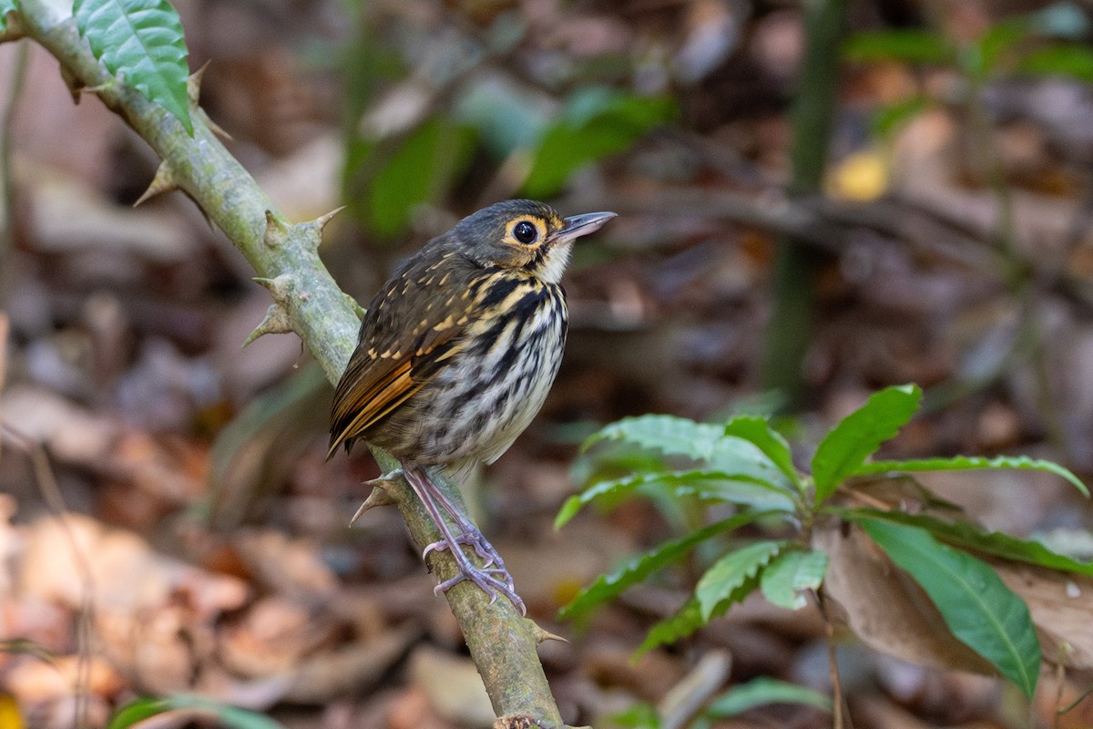 Streak-chested Antpitta - Doug Norwood