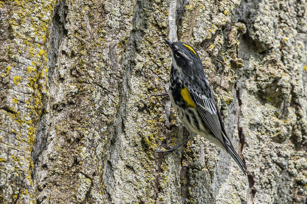 lesňáček žlutoskvrnný (ssp. coronata) - ML617388657