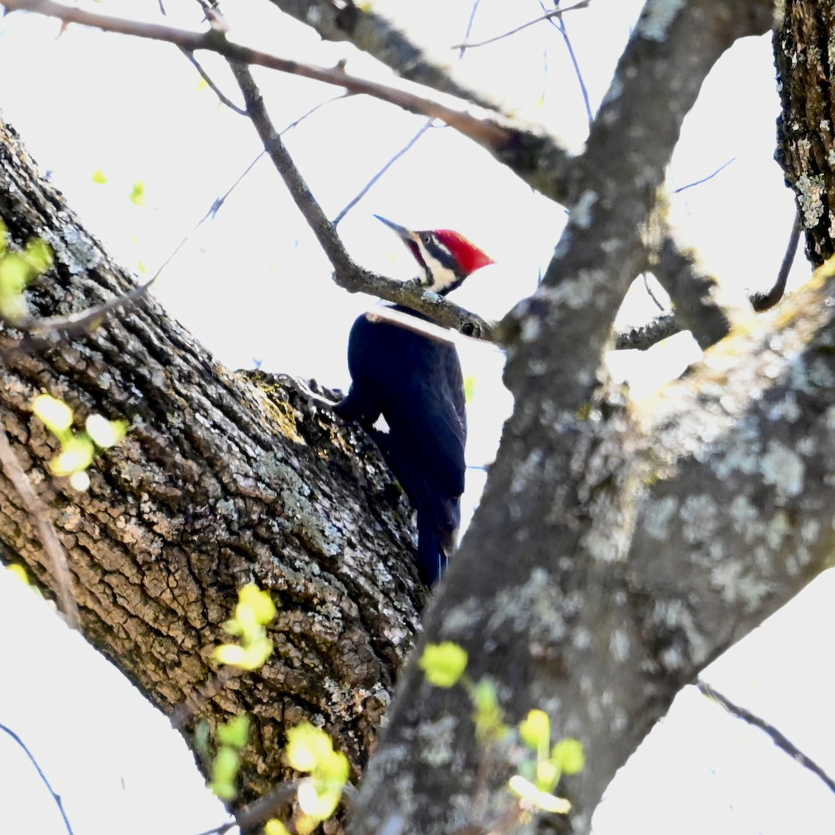 Pileated Woodpecker - ML617388692