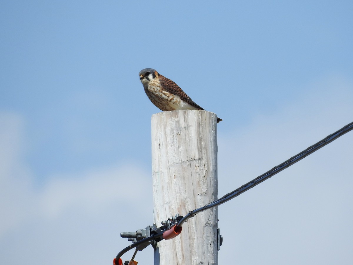 American Kestrel - ML617388709