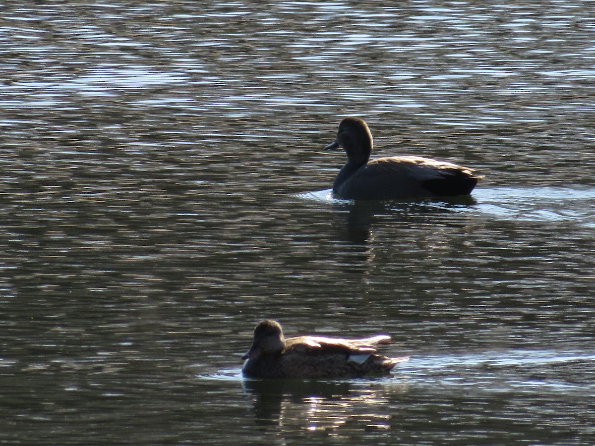 Canard chipeau - ML617388722