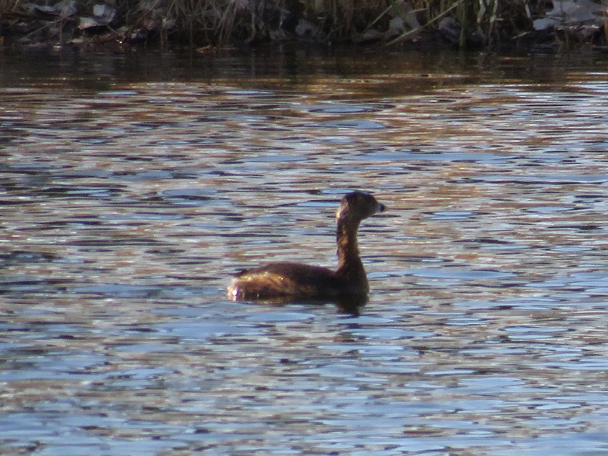 Pied-billed Grebe - ML617388737