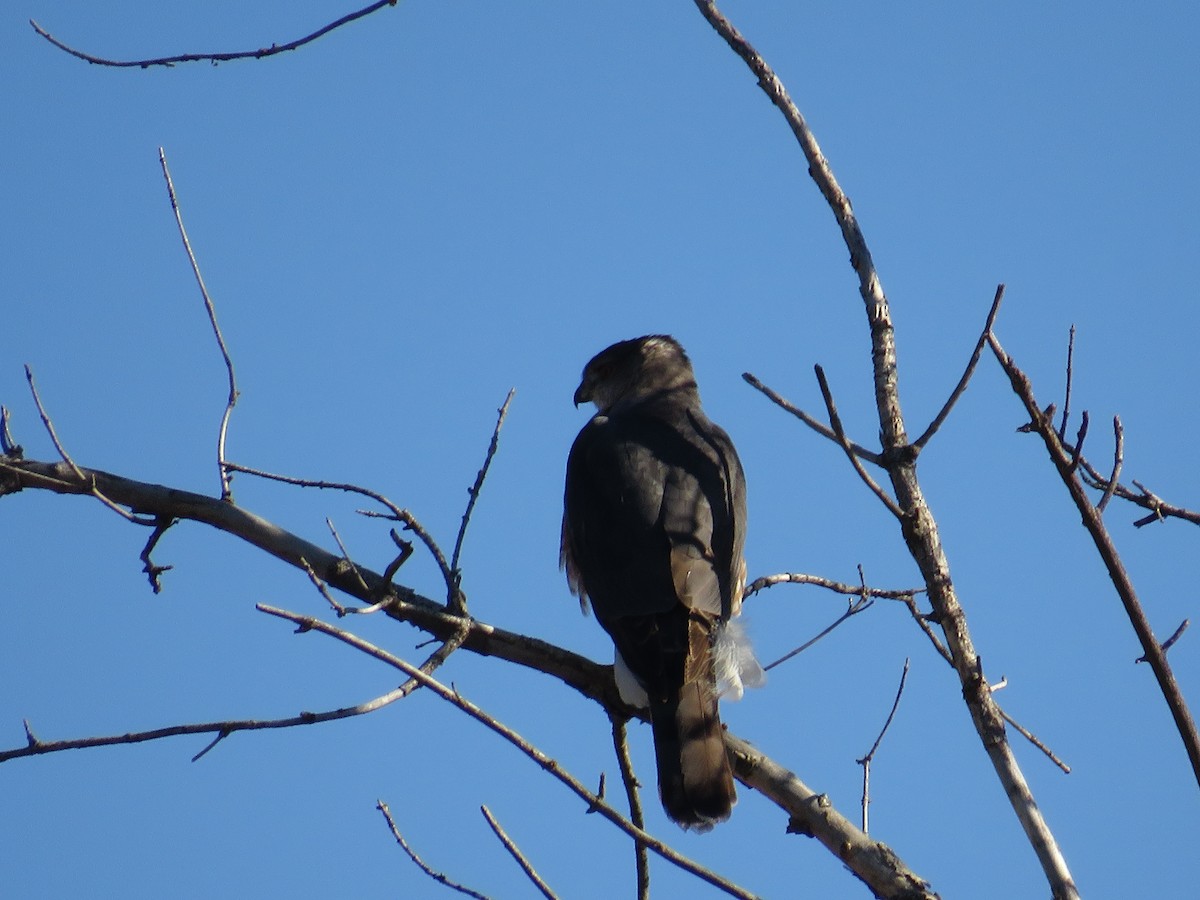 Cooper's Hawk - ML617388741