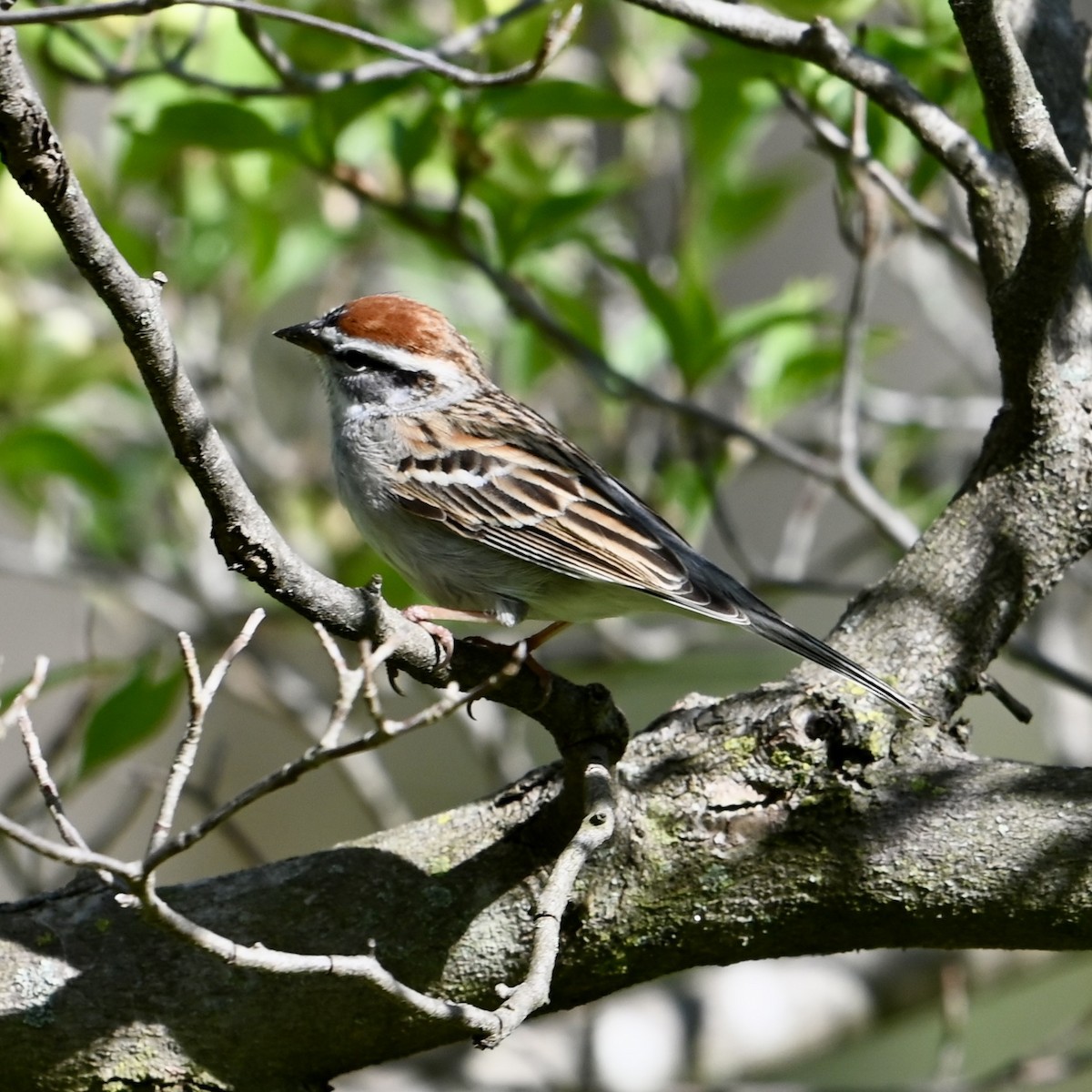 Chipping Sparrow - ML617388747