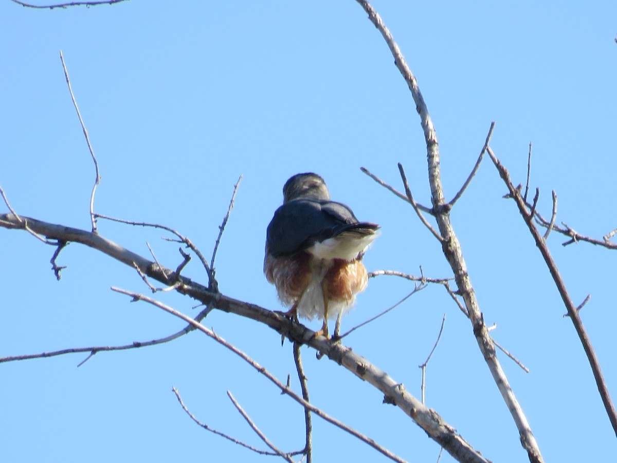 Cooper's Hawk - ML617388748