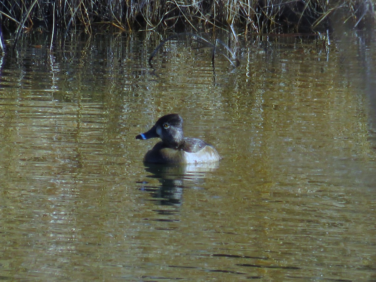 Ring-necked Duck - ML617388768