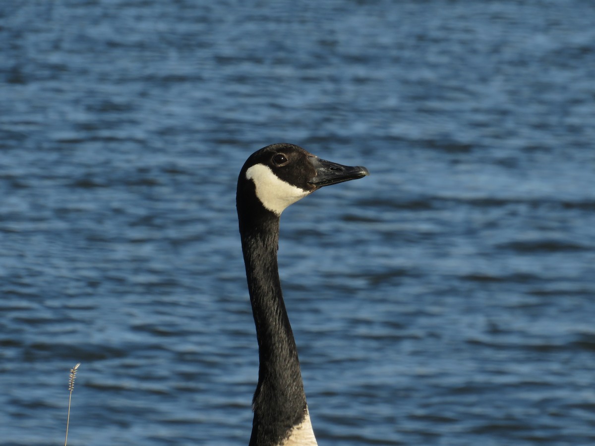 Canada Goose - ML617388773