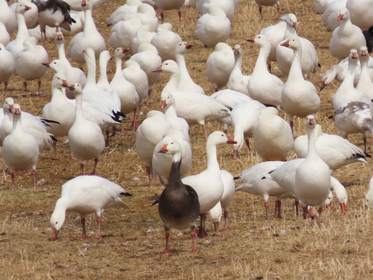 Snow Goose - ML617388827