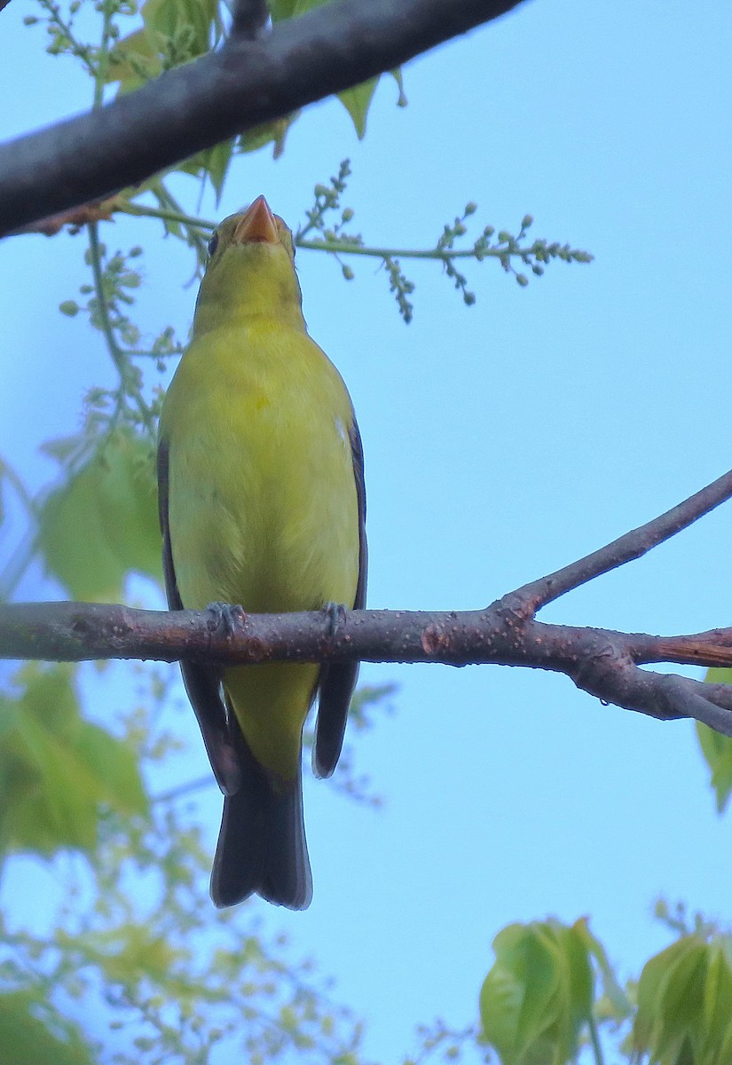 Scarlet Tanager - ML617388874