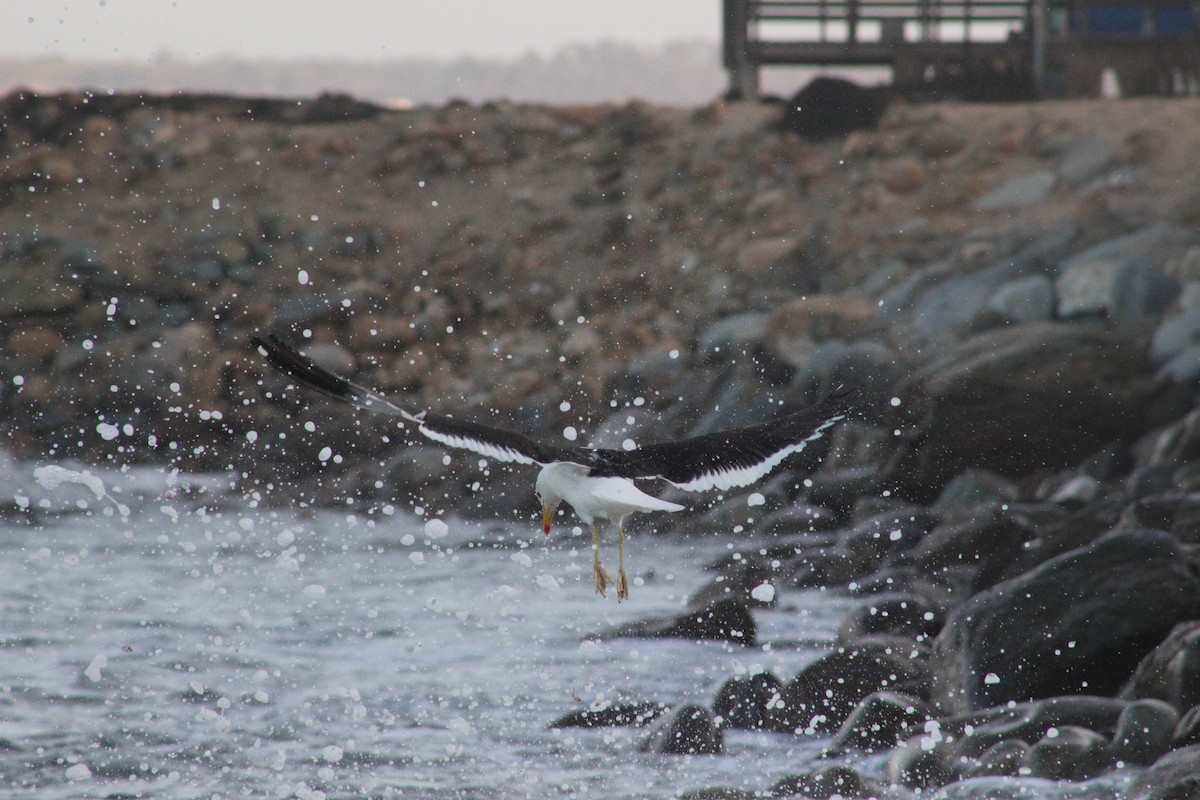 Kelp Gull - Omar Fernández