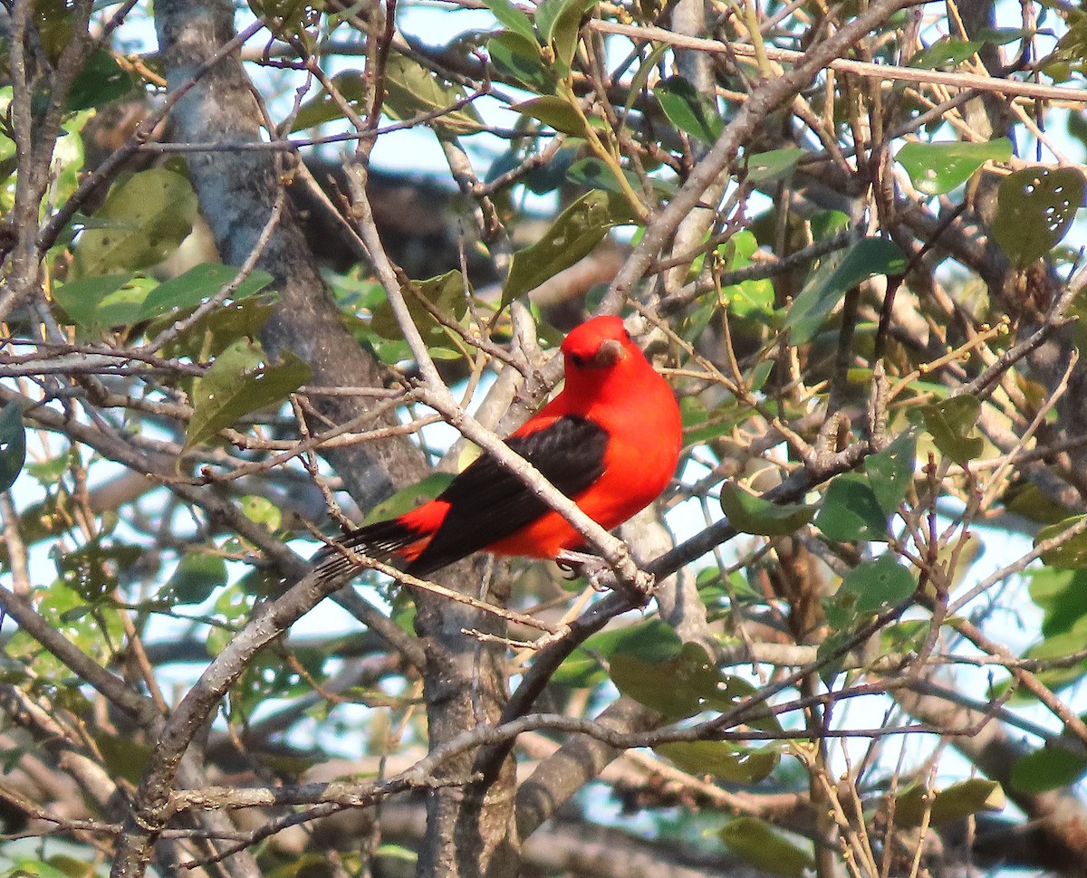 アカフウキンチョウ - ML617388895