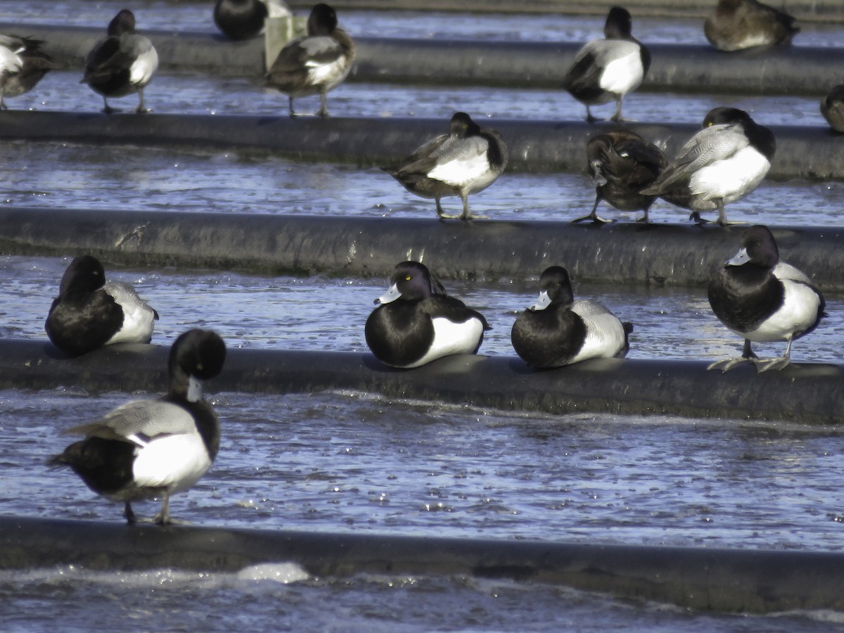 Tufted Duck - Sebastián Pardo