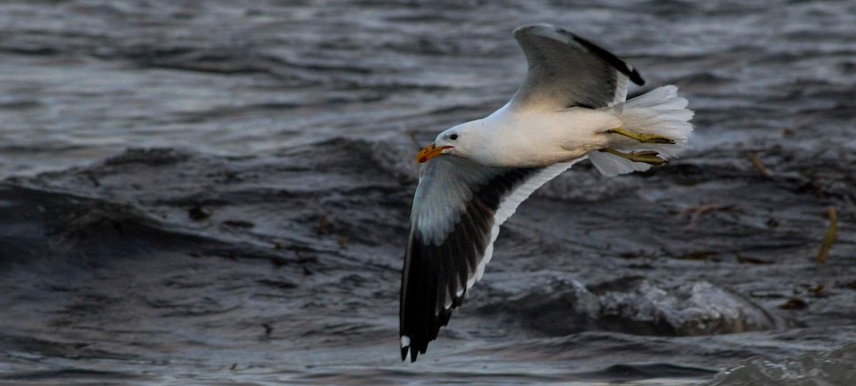 Kelp Gull - Omar Fernández