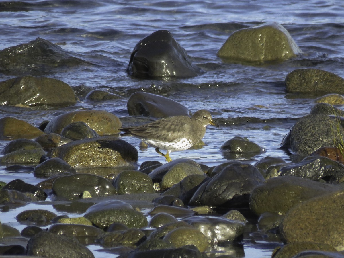 Surfbird - Sebastián Pardo