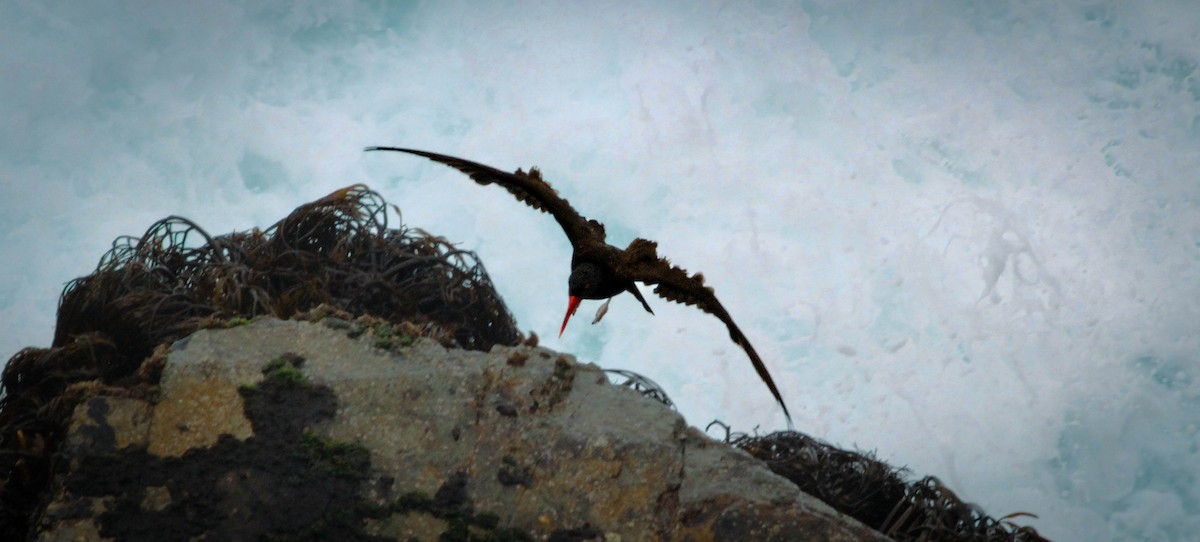 Blackish Oystercatcher - Omar Fernández