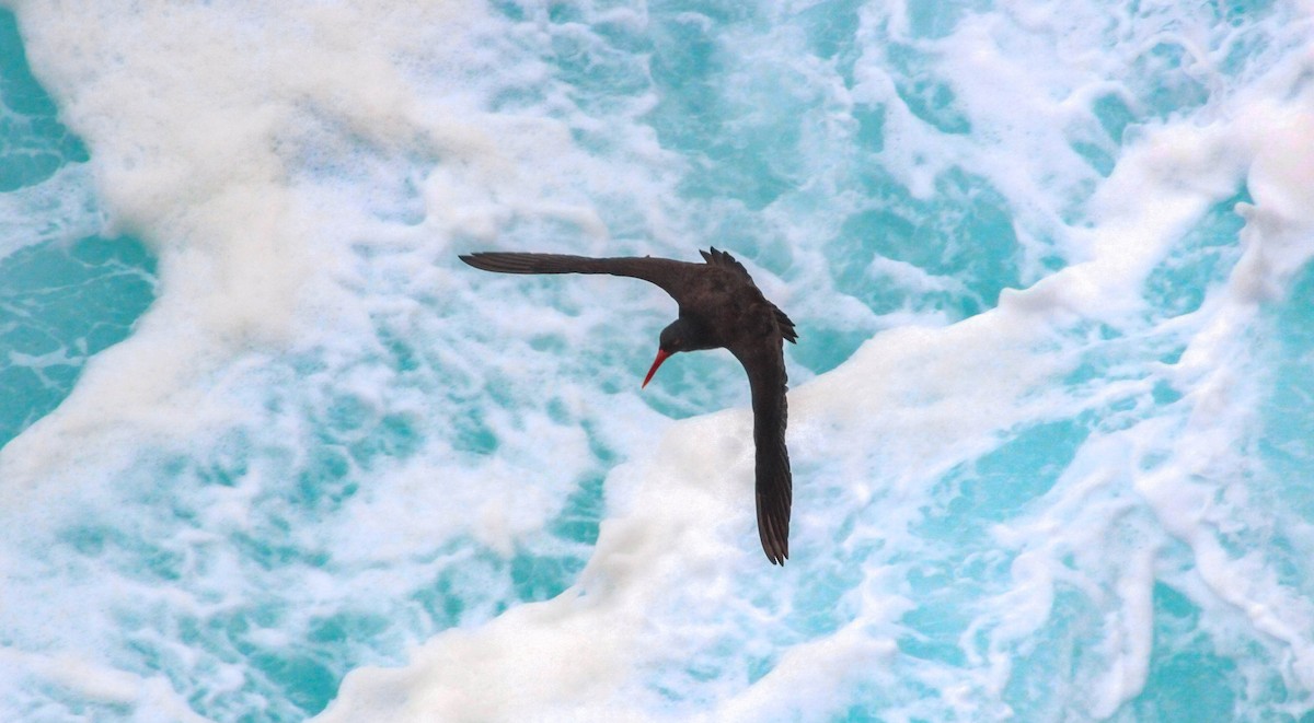 Blackish Oystercatcher - Omar Fernández