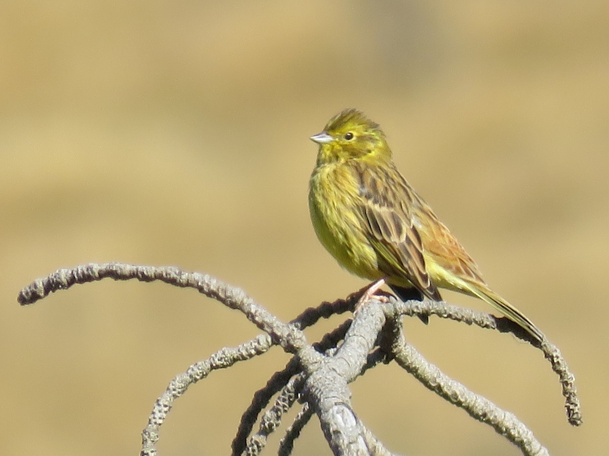 Yellowhammer - ML617388989