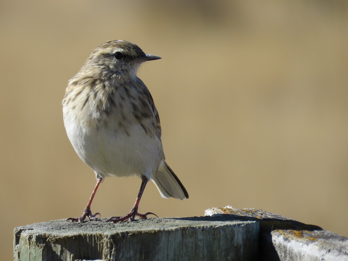 New Zealand Pipit - ML617389031