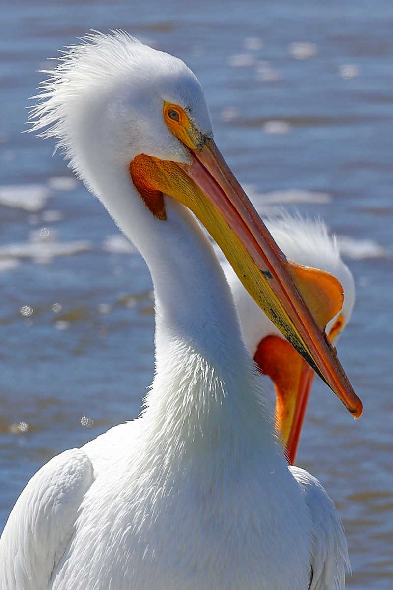 American White Pelican - Claire Werner
