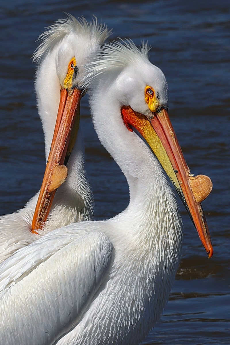 American White Pelican - ML617389033